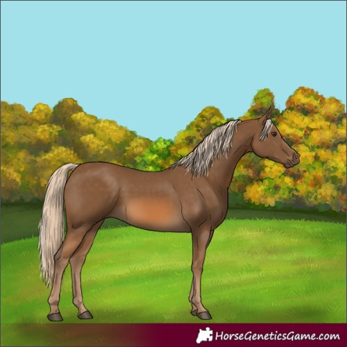 Horse Color:Chocolate Palomino 