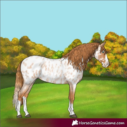 Horse Color:Red Roan Splash Appaloosa 
