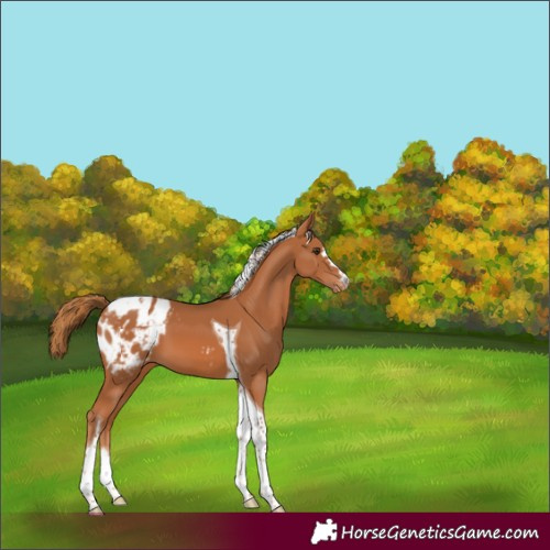 Horse Color:Chestnut Tobiano Appaloosa