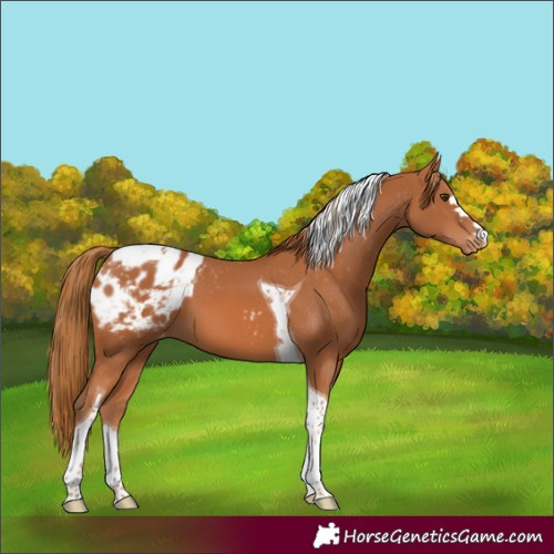 Horse Color:Chestnut Tobiano Appaloosa