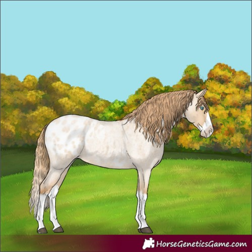 Horse Color:Red Dun Roan Splash Appaloosa 