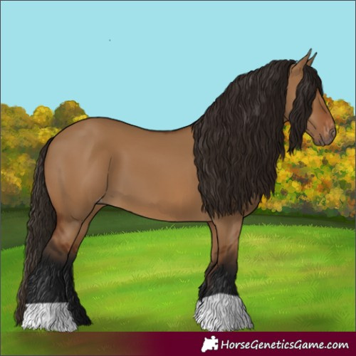 Horse Color:Gray Bay Dun Appaloosa 