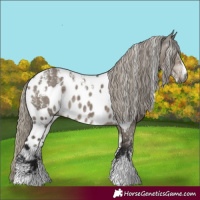 Horse Color:Powder White Gray Silver Smoky Grullo Skewed Appaloosa
