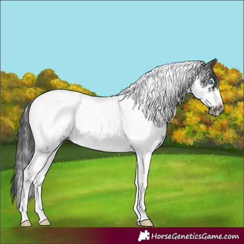 Horse Color:Brown Sabino Tobiano Frame Rabicano 