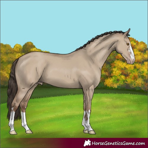Horse Color:Classic Champagne Dun
