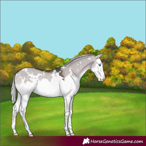 Horse Color:Platinum White Spotted Silver Brown Dun Splash Rabicano 