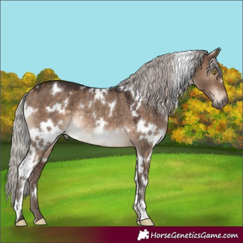 Horse Color:White Spotted Silver Brown Dun Rabicano 