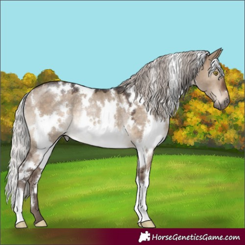 Horse Color:White Spotted Silver Brown Dun Rabicano 
