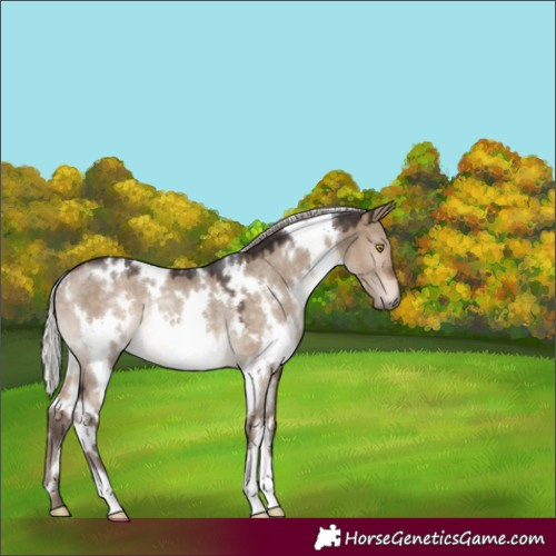 Horse Color:White Spotted Silver Brown Dun Rabicano