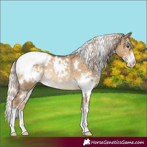 Horse Color:White Spotted Chocolate Palomino Dun Sabino Appaloosa Rabicano 