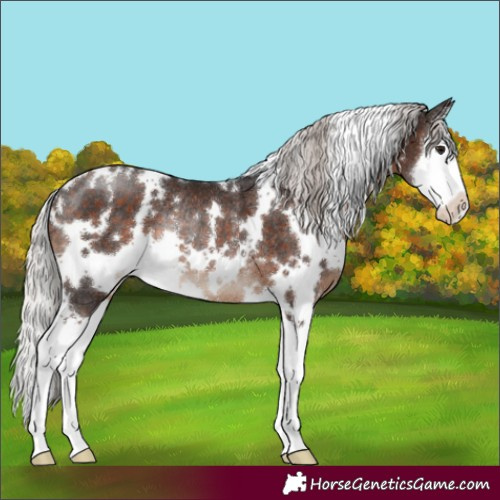 Horse Color:White Spotted Silver Brown Sabino Splash Rabicano 