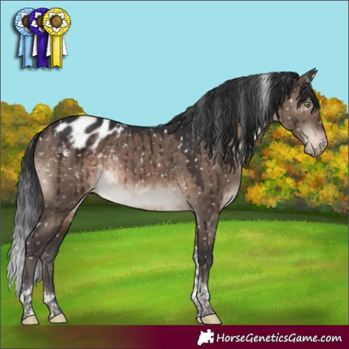 Horse Color:Brown Dun Mushroom Tobiano Appaloosa Brindle 