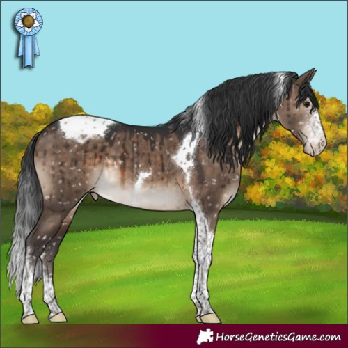 Horse Color:Brown Dun Sabino Tobiano Appaloosa Brindle 