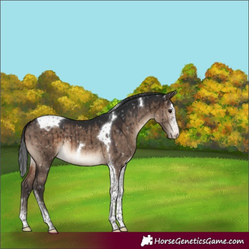 Horse Color:Brown Dun Sabino Tobiano Appaloosa Brindle 