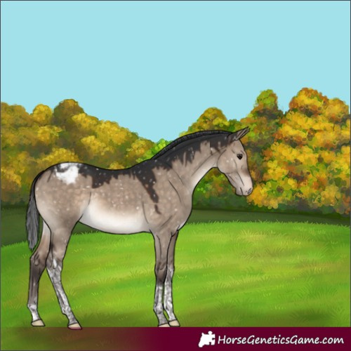 Horse Color:Brown Dun Tobiano Appaloosa 