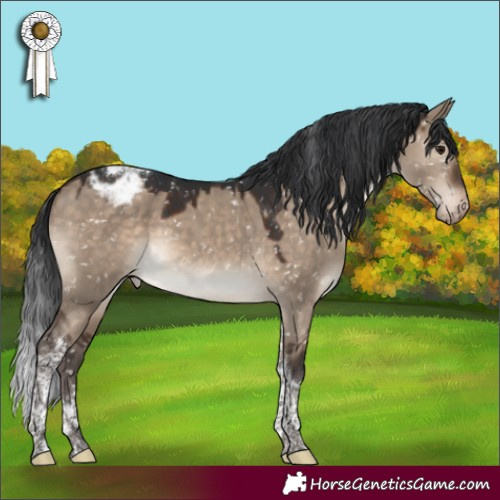 Horse Color:Brown Dun Tobiano Appaloosa