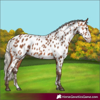 Horse Color:Silver Brown Sabino Appaloosa 