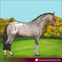Horse Color:Bay Roan Tobiano Appaloosa Rabicano