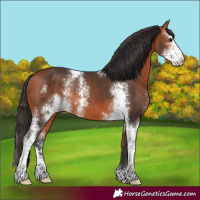 Horse Color:Bay Sabino Rabicano