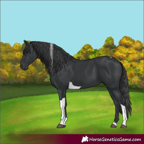 Horse Color:Black Tobiano 