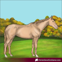 Horse Color:Gold Champagne 