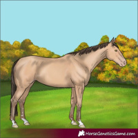 Horse Color:Amber Champagne