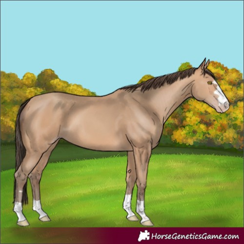 Horse Color:Amber Champagne 