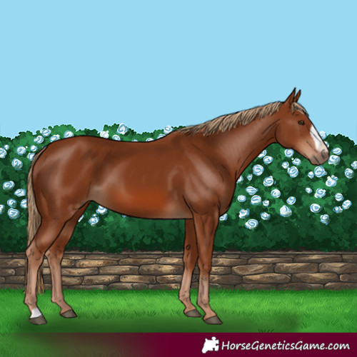 Horse Color:Chestnut Frame 