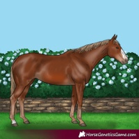 Horse Color:Chestnut Frame