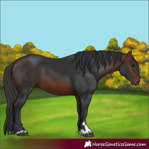 Horse Color:Brown 