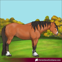 Horse Color:Bay 