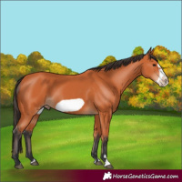 Horse Color:Bay Frame