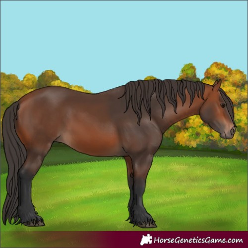 Horse Color:Bay 