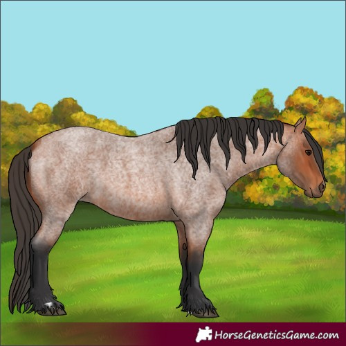 Horse Color:Bay Roan