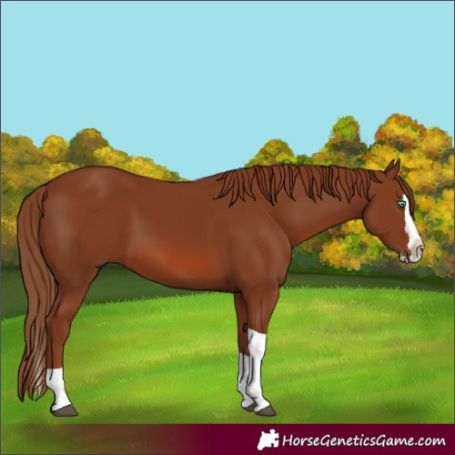 Horse Color:Chestnut Splash Tobiano 