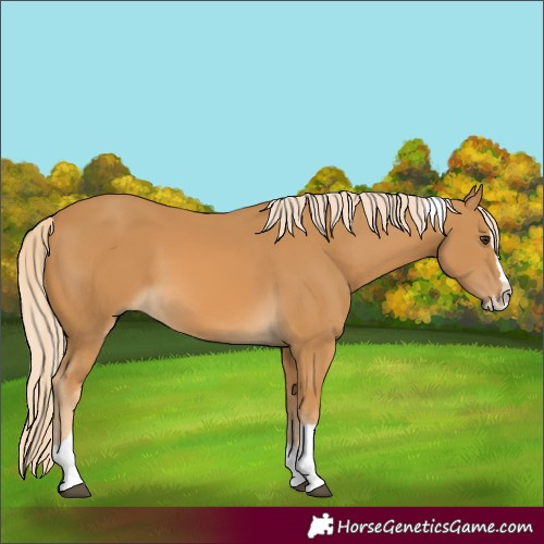 Horse Color:Palomino Splash Tobiano 