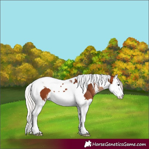 Horse Color:Silver Bay Sabino Splash Tobiano 