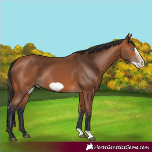 Horse Color:Bay Frame 