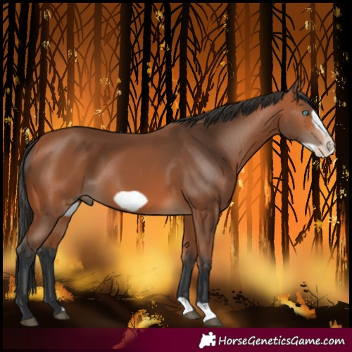 Horse Color:Bay Frame 