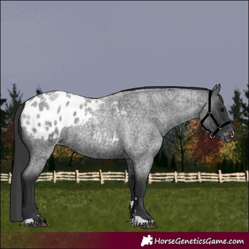 Horse Color:Blue Roan Appaloosa