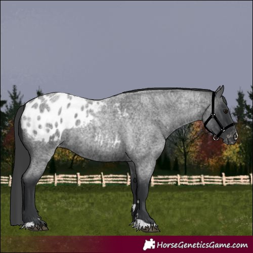 Horse Color:Blue Roan Blanket