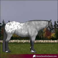 Horse Color:Blue Roan Blanket 