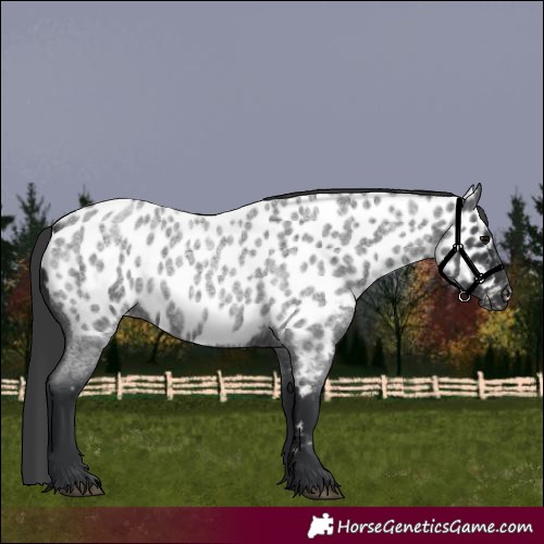 Horse Color:Blue Roan Appaloosa 