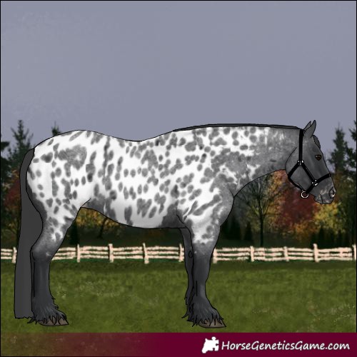 Horse Color:Blue Roan Appaloosa 