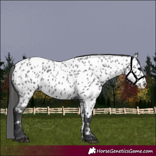Horse Color:Blue Roan Appaloosa 