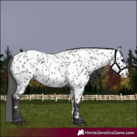 Horse Color:Blue Roan Appaloosa 