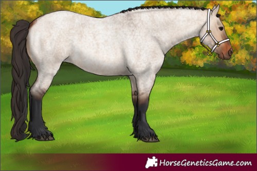 Horse Color:Bay Roan Dun 