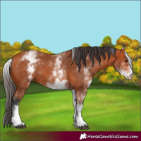 Horse Color:White Spotted Bay