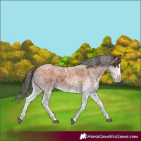 Horse Color:White Spotted Bay Splash  and White Spotted Bay Splash 