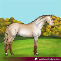 Horse Color:Gray Red Dun 